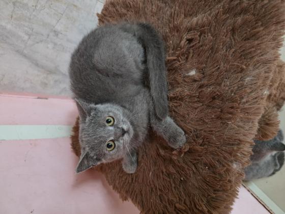 גורים סקוטי בני 3 חודש