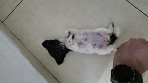 בני חודשיים וחצי