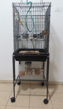 למכירה שני תוכים מסוג גרינציק