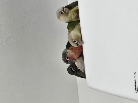 גרינציקים במיגוון צבעים במחירים שוניםהא...