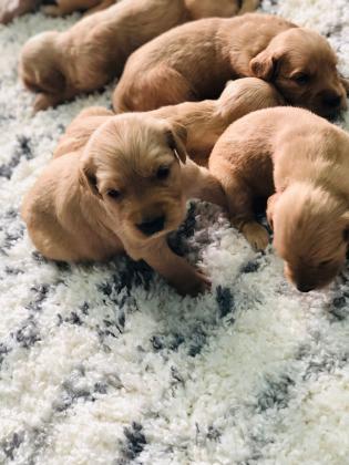 ✨ למכירה – גורי גולדן