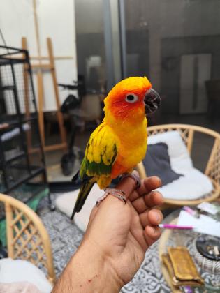 תוכי מקסים קוניור שמש האכלת