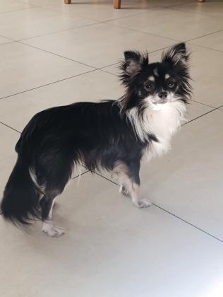 צ'יוואוואה מעורב בן פחות מ10 חודשים