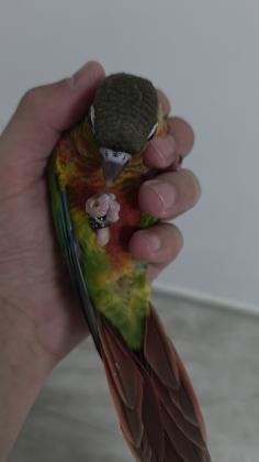 תוכי קוניור גרינצ'יק,האכלת יד בן