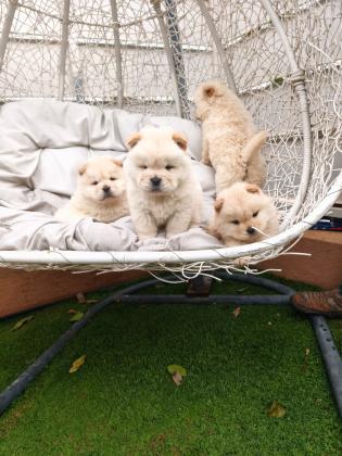 גורי צאו זכרים ונקבות