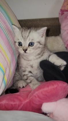 גור סקוטי גזעי, סילבר סטרייט