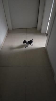 בני חודשיים וחצי