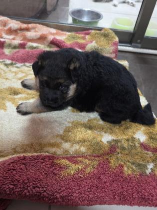 גור של רועה גרמני בן