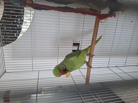 דררה עם טבעת יפה אכלת