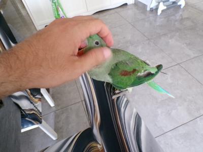 אלכסנדרין חברותי מאוד בן 7