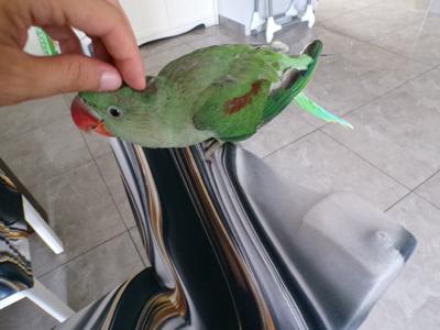 אלכסנדרין חברותי מאוד בן 7