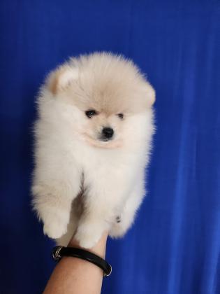 גור פומרניאן בן חודשיים, צבע