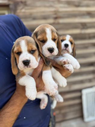 גורים מתוקים מסוג ביגל בגיל