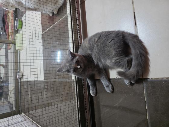 נישארו 2 גורות בריטי בת חצי שנה