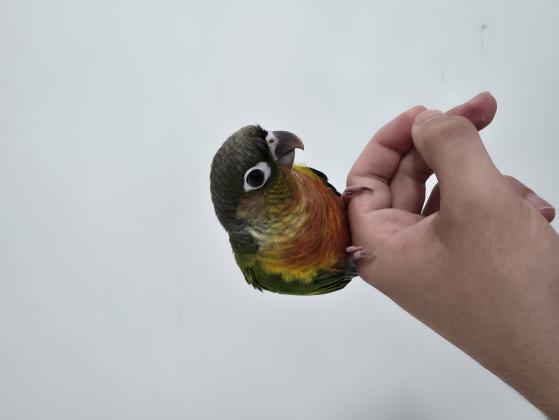 תוכי קוניור גרינצ'יק,האכלת יד בן