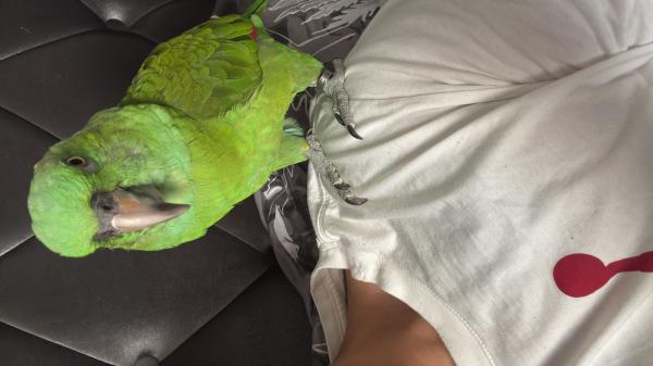 תוכי אמזונה ילונאפ זכר בן 3 שנים מדבר אכלת יד