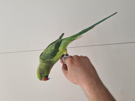 תוכי דררה בן חצי שנה לא נושך