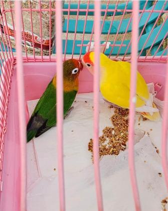 שתי ציפורי אהבה, כנראה נקבות,