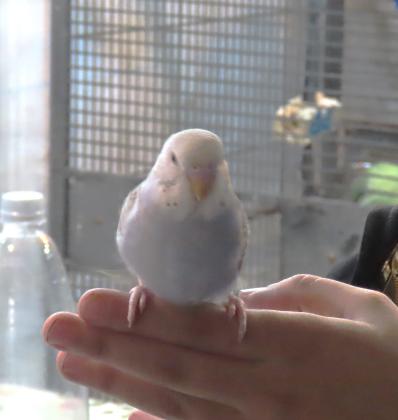 האכלות יד (לא מורגלים)שיחה טלפונית בלבד