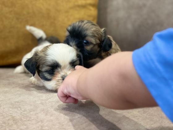 גורי שיצו מהממים ימסרו בעוד