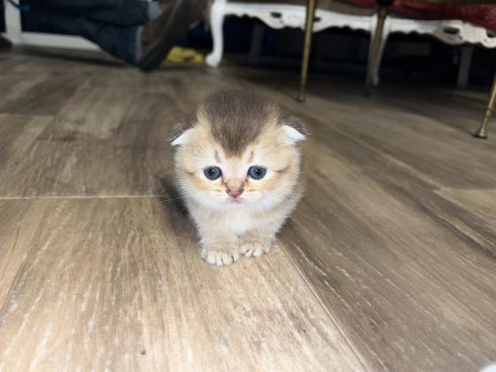 גורי סקוטיש פולד גזעיים מהממים