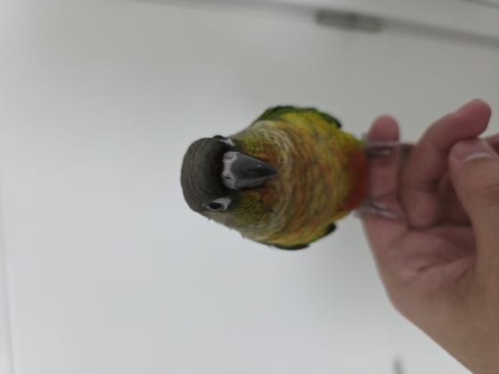 תוכי קוניור גרינצ'יק ילו סייד,האכלת