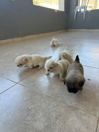 גורי פקינז מהממים ימסרו בקרוב