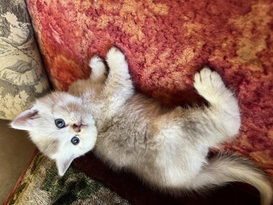 גורי סקוטיש פולד גזעיים מהממים