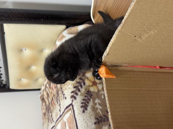 סקוטי פולד זכר אוהב לשחק,