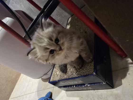 גור סקוטי פרוותי, ממש חמוד