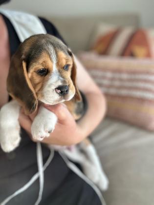 גורי ביגל מצוינים: עם תעודות