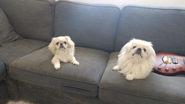 רוצה נקבה תמורת הזיווג