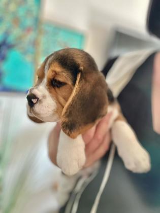 גורי ביגל מצוינים: עם תעודות