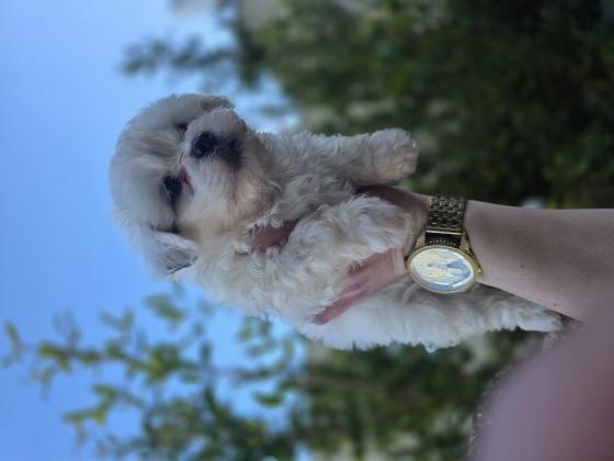 גורי בישון פריזה מעורבים עם