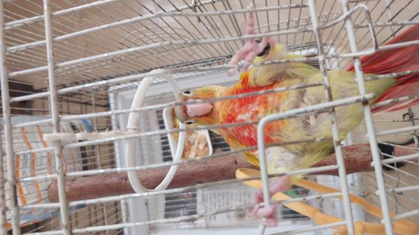 גרניציק האכלת יד מוחתמים כולל