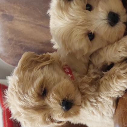 מלטיפו גורי בני חודשיים