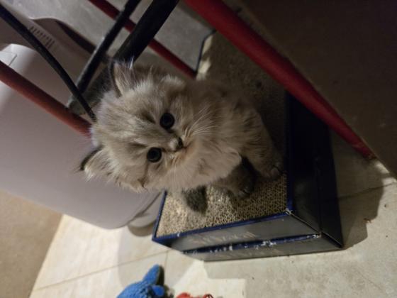 גור סקוטי פרוותי, ממש חמוד