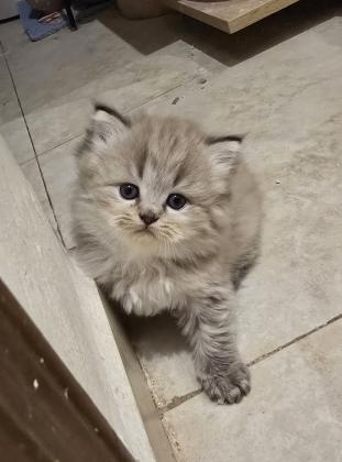 גור סקוטי פרוותי, ממש חמוד