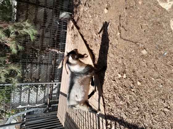 עז ננסי זכר בוגר יפה