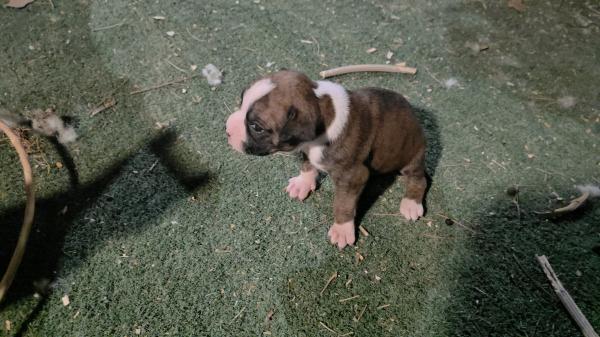 גורי בוקסר מנומרים מדהימים