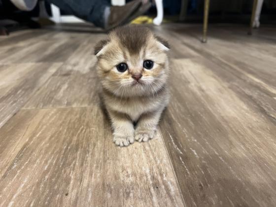 גורי סקוטיש פולד גזעיים מהממים