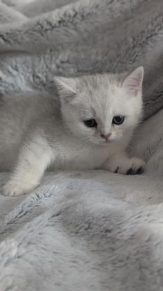 חתולות סקוטיות מקסימות מחפשות בית