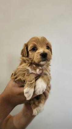 גורי מלטיפו מהממים לשריון יהיו