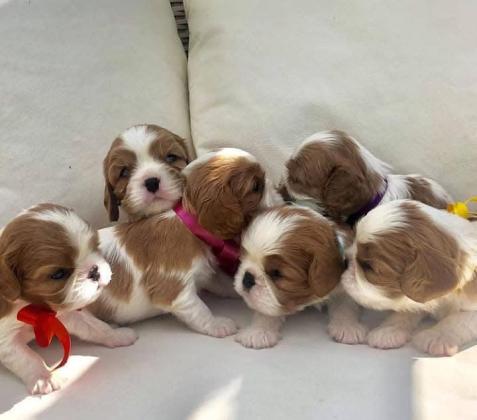 גורי קבליר נדירים! מהמלטה ביתית