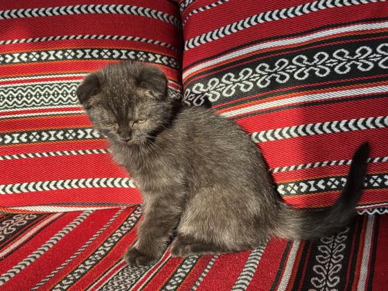 סקוטי פולד זכר אוהב לשחק,