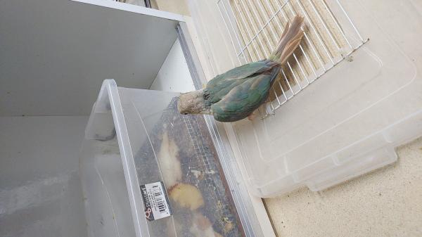 גרניציק האכלת יד מוחתמים כולל