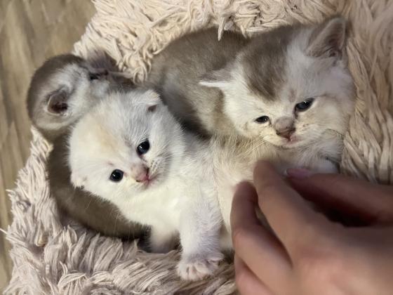 גורי סקוטיש פולד גזעיים מהממים