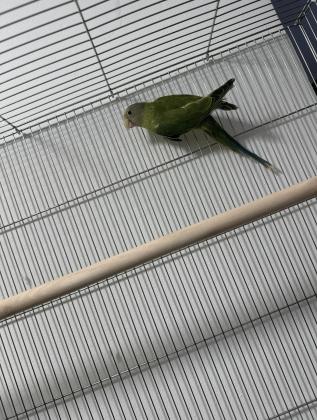 ראש שזיף נקבה בת 8 חודשים