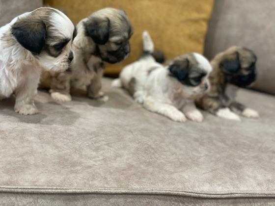 גורי שיצו מהממים ימסרו בעוד