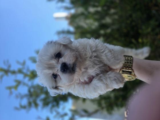 גורי בישון פריזה מעורבים עם